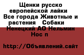 Щенки русско европейской лайки - Все города Животные и растения » Собаки   . Ненецкий АО,Нельмин Нос п.